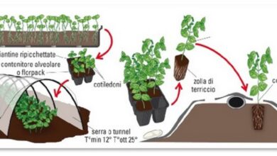 Photo of Informazioni sulla coltivazione Quando piantare il vostro giardino