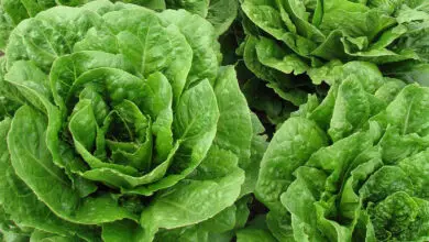 Photo of Informazioni sulla lattuga salata: Come coltivare le piante di lattuga salata