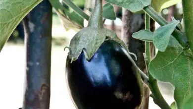Photo of Informazioni sulla melanzana nera: come far crescere una melanzana nera