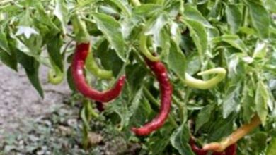 Photo of Informazioni sulla paprika: Si può coltivare la paprika in giardino?