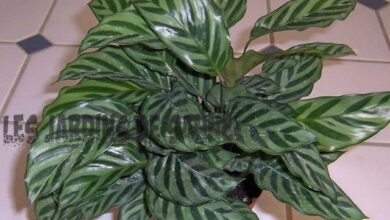 Photo of Informazioni sulla pianta del pavone Calathea: Informazioni su come coltivare una pianta di pavone