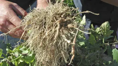 Photo of Informazioni sull’appassimento della fusarium di patata – Motivi dell’appassimento delle piante di patata
