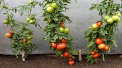 Photo of Informazioni sulle piante di pomodoro: coltivare una pianta di pomodoro innestata