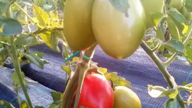 Photo of Inizio dei tagli di pomodoro: radicare i tagli di pomodoro in acqua o nel terreno