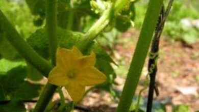 Photo of Inquinamento delle piante di cetrioli – Come impollinare i cetrioli a mano