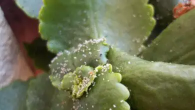 Photo of Insetti parassiti della giada: per saperne di più sui comuni parassiti delle piante di giada