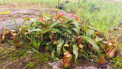 Photo of Irrigazione Nepenthes – Come innaffiare una brocca