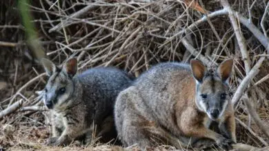 Photo of Kangaroo Damage – Come tenere i canguri fuori dal mio giardino