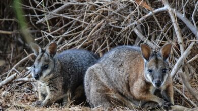 Photo of Kangaroo Damage – Come tenere i canguri fuori dal mio giardino