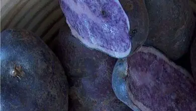Photo of La coltura della patata viola: varietà di patate blu e viola