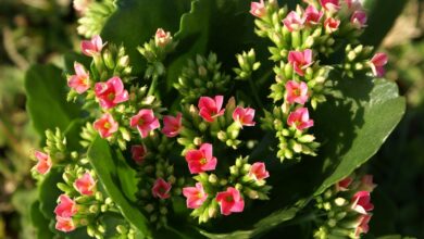 Photo of La fioritura della Kalanchoe: come far rimbalzare una Kalanchoe