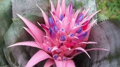 Photo of La fioritura di una Bromeliacea : Far fiorire le Bromeliacee
