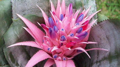 Photo of La fioritura di una Bromeliacea : Far fiorire le Bromeliacee