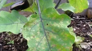 Photo of La melanzana diventa gialla: cosa fare con una melanzana con foglie o frutti gialli