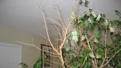 Photo of La mia pianta d’appartamento sta perdendo le foglie: perché le foglie cadono dalle piante d’appartamento?