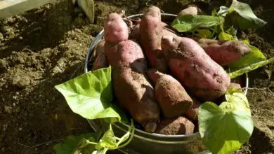 Photo of La patata dolce marcisce dopo il raccolto – perché la patata dolce marcisce durante la conservazione?