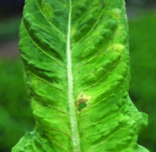 Photo of La peronospora delle piantine di mais: cause della peste dei semi di mais