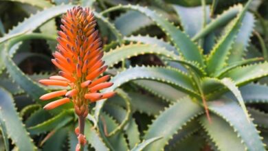 Photo of La pianta dell’Aloe Vera fiorisce – Per saperne di più sulle piante da fiore di Aloe Vera