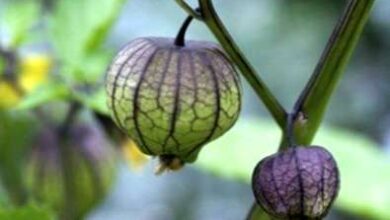 Photo of La raccolta del tomatillo: come e quando raccogliere il tomatillo