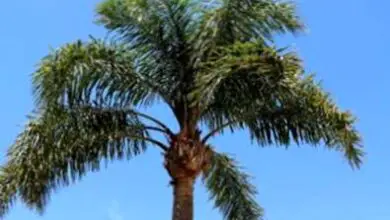 Photo of La regina delle palme in inverno: prendersi cura della regina delle palme in inverno