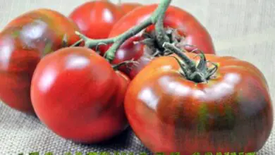 Photo of La storia di Paul Robeson: Cosa sono i pomodori Paul Robeson?