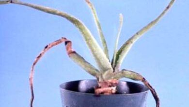 Photo of L’aloe ha foglie appiccicose – Ragioni per cui una pianta di aloe è appiccicosa