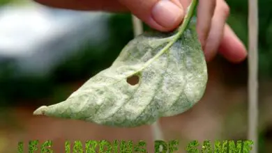 Photo of Le foglie di pepe diventano bianche: trattare i peperoni con la polvere di muffa