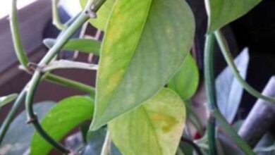 Photo of Le foglie di Pothos diventano gialle: cosa fare per le foglie gialle in Pothos
