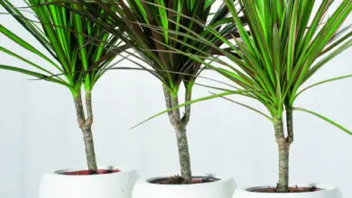 Photo of Le migliori piante da ufficio: piante buone per l’ambiente d’ufficio