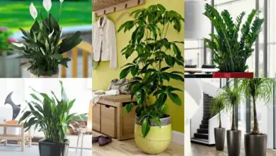 Photo of Le piante d’appartamento che amano il sole: scegliere le piante d’appartamento per il pieno sole