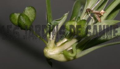 Photo of Le piante di ragno hanno semi? Come far crescere una pianta di ragno da seme
