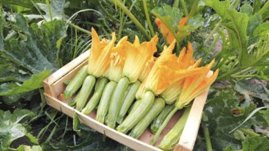 Photo of Le zucchine crescono in vaso: come coltivare una zucca in contenitore