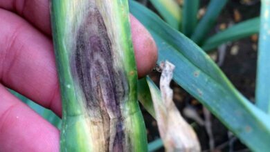 Photo of Macchia viola sulle cipolle: Controllo delle colture di cipolla a macchie viola