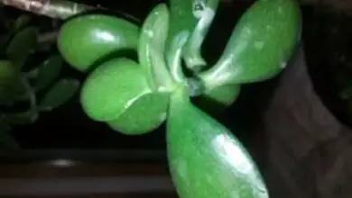 Photo of Macchie bianche sulle foglie di giada: come liberarsi delle macchie bianche sulle piante di giada