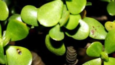 Photo of Macchie nere sulla pianta di giada: motivi per cui una pianta di giada ha delle macchie nere