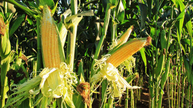 Photo of Mais bruciare: cosa fare con i funghi che bloccano il mais