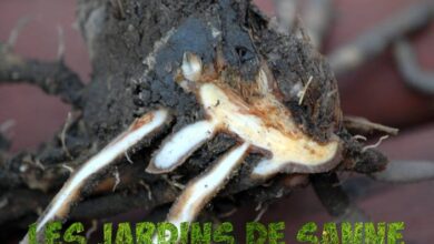 Photo of Malattia da marciume della corona di Fusarium: controllo del marciume della corona di Fusarium