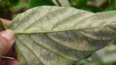 Photo of Malattia della ruggine bianca degli spinaci – Trattamento delle piante di spinaci affetti da ruggine bianca