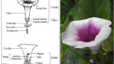 Photo of Malattie della Violetta Africana: cosa causa il Ringspot nella Violetta Africana?