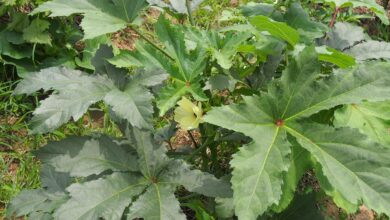 Photo of Malattie delle Piantine di Okra: Gestione delle Malattie delle Piantine di Okra