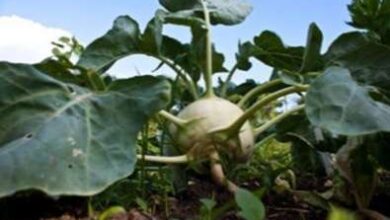 Photo of Mangiare verdure di cavolo rapa: consigli per la raccolta e la cottura delle foglie di cavolo rapa