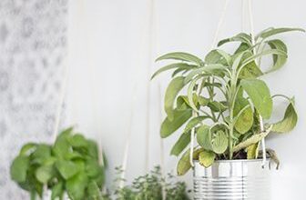 Photo of Manutenzione dei cestini pensili da interno: come tenere le piante appese in casa