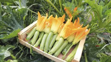 Photo of Manutenzione dei contenitori per zucchine : Consigli per la coltivazione delle zucchine in contenitori
