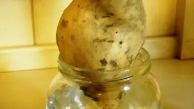 Photo of Marciume del carbone di patate: per saperne di più sul marciume del carbone nelle piante di patate