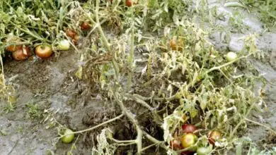 Photo of Marciume delle radici del pomodoro – Identificazione delle piante di pomodoro colpite dal marciume dei fiori