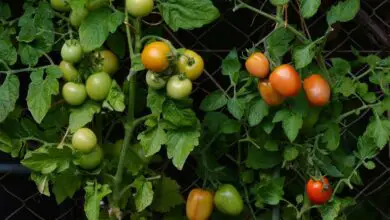 Photo of Migliore conservazione dei pomodori: come far crescere i pomodori da scaffale