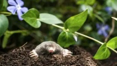 Photo of Mole Control – Rimedi casalinghi per liberarsi delle talpe nel vostro giardino