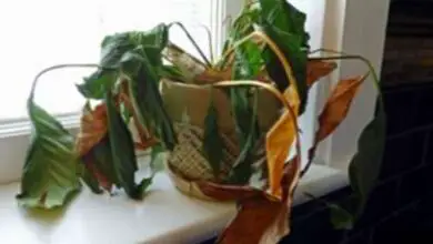 Photo of Morte improvvisa di una pianta: i motivi per cui una pianta d’appartamento diventa marrone e muore
