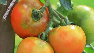 Photo of Muffa grigia sui pomodori: come trattare la muffa grigia sulle piante di pomodoro