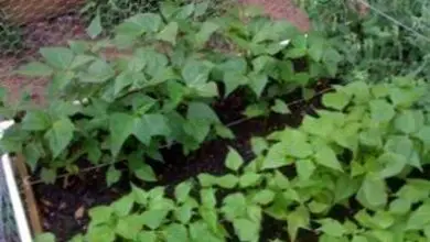 Photo of Niente fiori di fagiolo: come far fiorire una pianta di fagioli